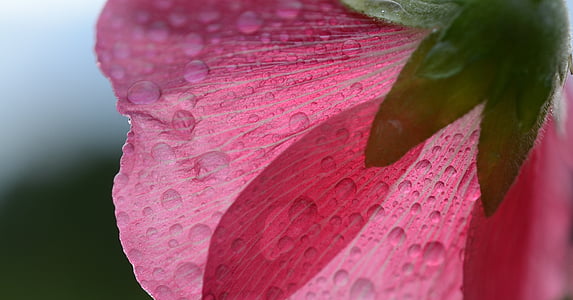 pink flowers thumbnail