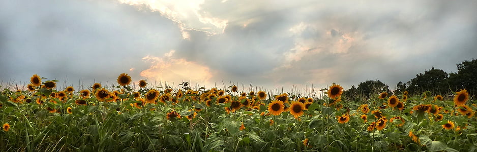 sunflower field panoramic photgraphy thumbnail