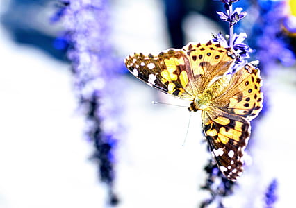 closeup photography of tortoiseshell butterfly perched on purple flower thumbnail