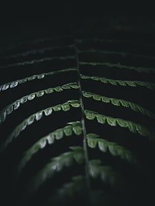 green fern plant close-up photography thumbnail