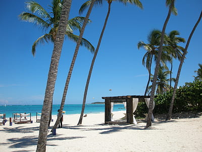 beach with palm trees during daytime thumbnail