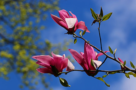 pink petal flowers thumbnail
