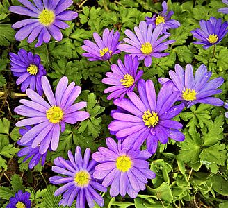Balkan Anemone, Anemone Blanda thumbnail