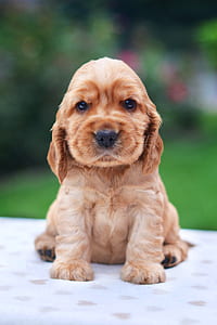 golden Retriever puppy sitting on white textile thumbnail