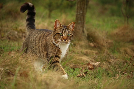 gray tabby cat walking on green and brown grass at daytime thumbnail