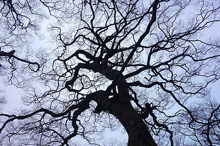low angle photography of withered tree thumbnail
