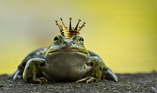 green frog with gold-colored crown thumbnail