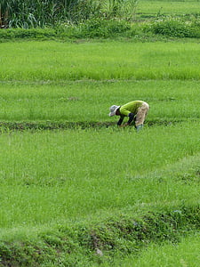farmer planting on rice field during daytime thumbnail