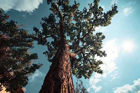 low angle photography of green leafed tree thumbnail