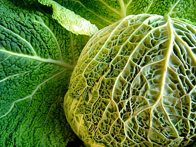 green cabbage thumbnail