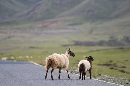 two white goats walking on asphalt road near mountain thumbnail