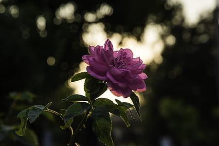 Pink Rose at Daytime thumbnail