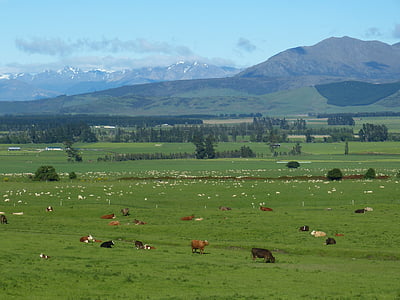 animals on green grass field thumbnail