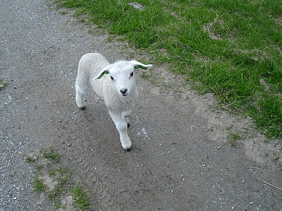 white goat kid walking through path thumbnail