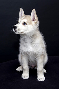 white and brown Siberian husky puppy thumbnail