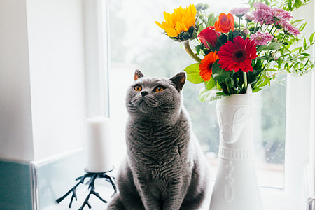 British shorthair cat sitting beside vase full of flowers on windowsill thumbnail