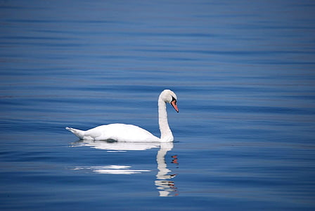 white swan swimming on body of water thumbnail