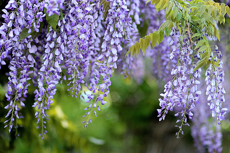 purple petal flowers thumbnail