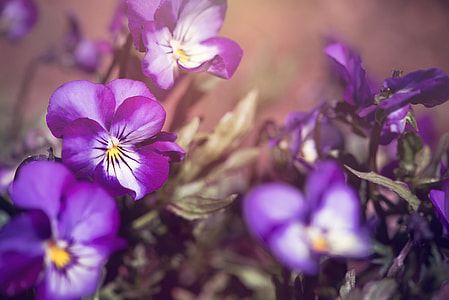 macro photo of white-and-purple petaled flowers thumbnail