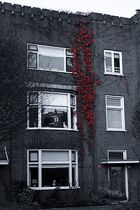 selective color photography of red flowers on concrete building thumbnail