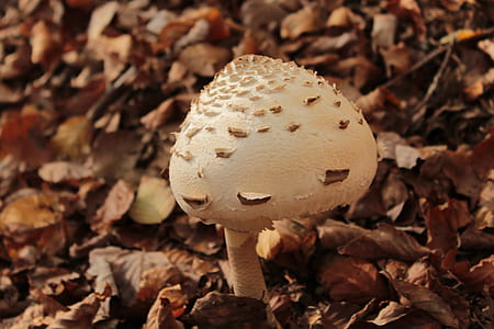 white mushroom thumbnail