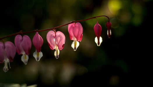 selective focus photo of pink petaled flowers thumbnail