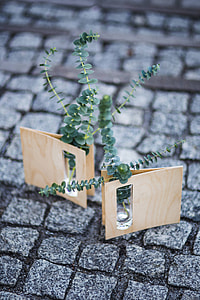 Miniature green plants in small glasses on cobblestone thumbnail