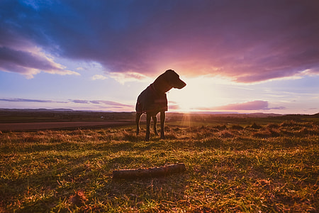 Image of a dog captured during a stunning sunset thumbnail