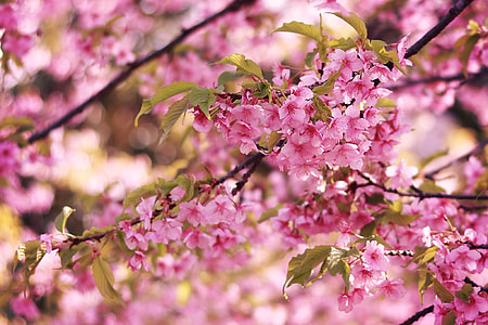 pink cherry blossom thumbnail