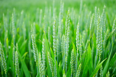 green wheat field thumbnail