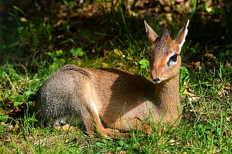 shallow focus photography of deer thumbnail
