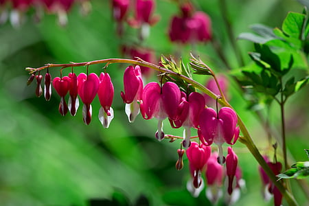 shallow focus photography of pink flowers thumbnail