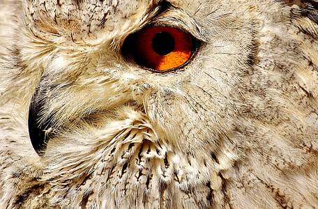 white and brown owl photography thumbnail