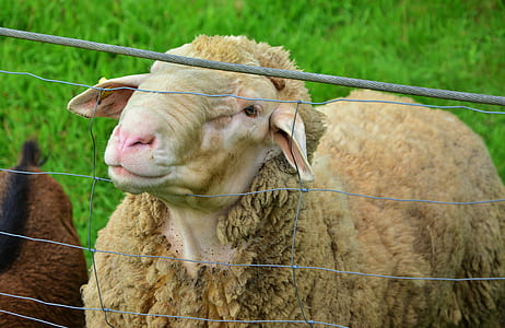 beige sheep behind fence thumbnail