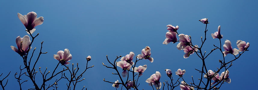 pink flowers thumbnail