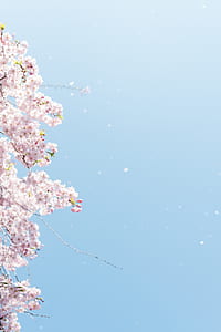 photo of pink petaled flowers thumbnail