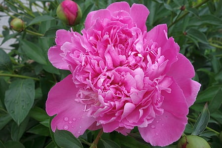 macro photography of pink peony flower thumbnail