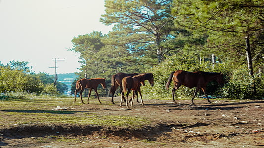 Photo of Horses in the Forest thumbnail