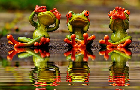 three green frogs on body of water thumbnail
