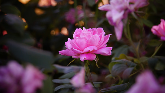 pink flowers thumbnail