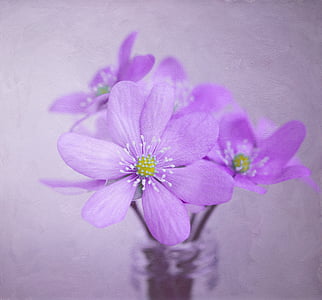selective focus photography of purple hepatica flowers thumbnail