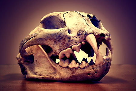 photo of gray animal skull table decor thumbnail
