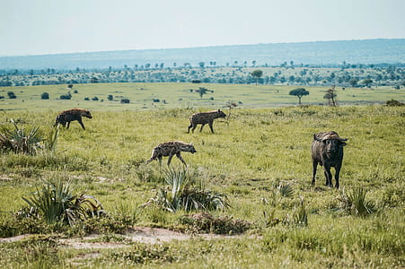 hyena and wildebeest thumbnail