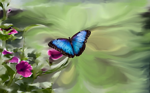 macro photo of morpho butterfly on pink flower thumbnail