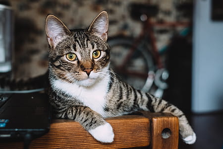 Silver Tabby Cat Lying on Brown Wooden Bench thumbnail