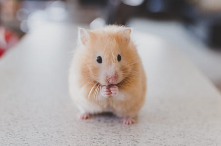 photo of brown hamster thumbnail