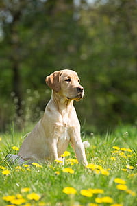 adult yellow Labrador retriever sitting on green grass field during daytime thumbnail