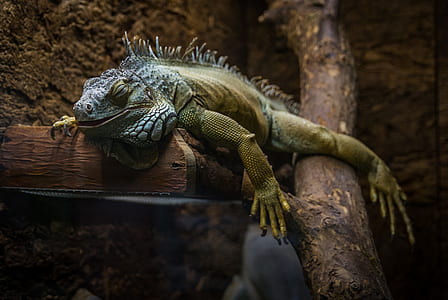 Green and Gray Bearded Dragon thumbnail