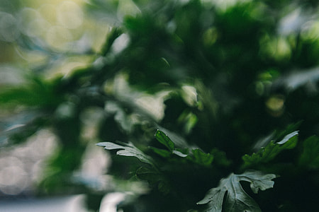 Parslel, cucumbers, green peas, and other greenery thumbnail