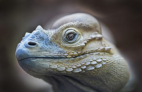 green and gray reptile shallow focus photography thumbnail